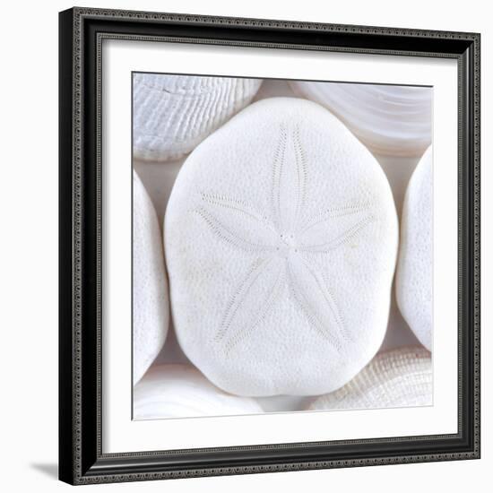 Close-Up of Sea Shells and Sand Dollar, Washington, USA-Jaynes Gallery-Framed Photographic Print