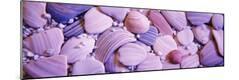 Premium Photographic Print