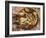 Close-up of Seafood Platter, Puerto Vallarta, Mexico-Merrill Images-Framed Photographic Print