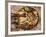 Close-up of Seafood Platter, Puerto Vallarta, Mexico-Merrill Images-Framed Photographic Print