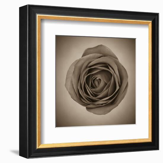 Close-Up of Sepia Rose-null-Framed Art Print