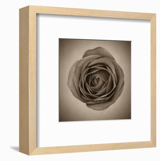 Close-Up of Sepia Rose-null-Framed Art Print