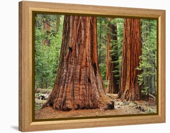 Close-Up of Sequoia Trees in Forest, Yosemite National Park, California, Usa-Dennis Flaherty-Framed Premier Image Canvas