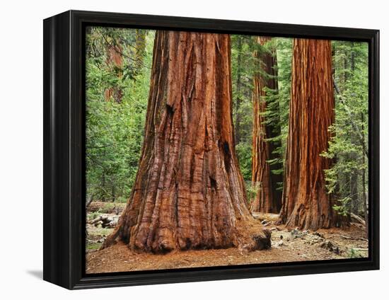 Close-Up of Sequoia Trees in Forest, Yosemite National Park, California, Usa-Dennis Flaherty-Framed Premier Image Canvas