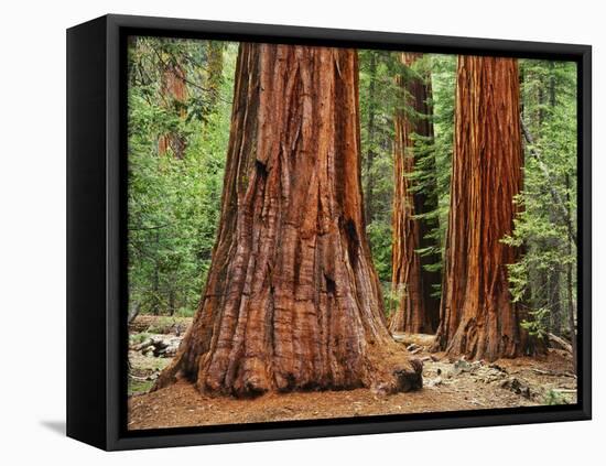 Close-Up of Sequoia Trees in Forest, Yosemite National Park, California, Usa-Dennis Flaherty-Framed Premier Image Canvas