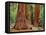 Close-Up of Sequoia Trees in Forest, Yosemite National Park, California, Usa-Dennis Flaherty-Framed Premier Image Canvas