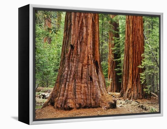 Close-Up of Sequoia Trees in Forest, Yosemite National Park, California, Usa-Dennis Flaherty-Framed Premier Image Canvas