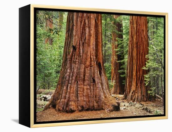 Close-Up of Sequoia Trees in Forest, Yosemite National Park, California, Usa-Dennis Flaherty-Framed Premier Image Canvas