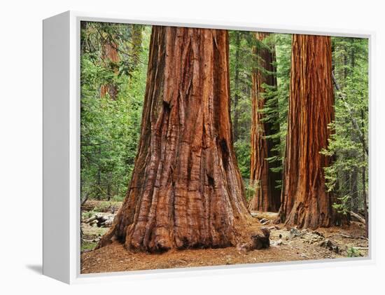 Close-Up of Sequoia Trees in Forest, Yosemite National Park, California, Usa-Dennis Flaherty-Framed Premier Image Canvas