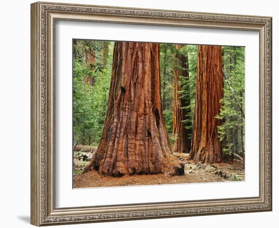 Close-Up of Sequoia Trees in Forest, Yosemite National Park, California, Usa-Dennis Flaherty-Framed Photographic Print