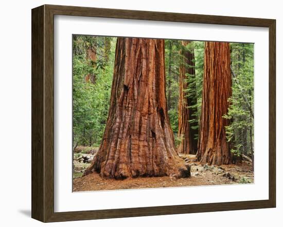 Close-Up of Sequoia Trees in Forest, Yosemite National Park, California, Usa-Dennis Flaherty-Framed Photographic Print