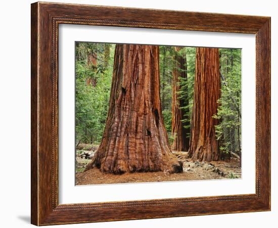 Close-Up of Sequoia Trees in Forest, Yosemite National Park, California, Usa-Dennis Flaherty-Framed Photographic Print