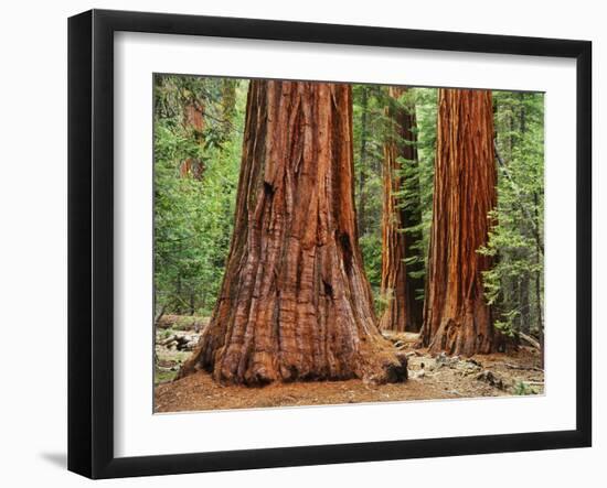 Close-Up of Sequoia Trees in Forest, Yosemite National Park, California, Usa-Dennis Flaherty-Framed Photographic Print