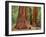 Close-Up of Sequoia Trees in Forest, Yosemite National Park, California, Usa-Dennis Flaherty-Framed Photographic Print