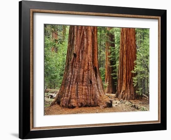 Close-Up of Sequoia Trees in Forest, Yosemite National Park, California, Usa-Dennis Flaherty-Framed Photographic Print