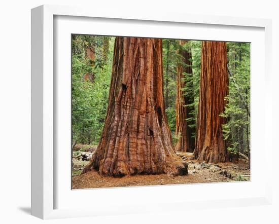 Close-Up of Sequoia Trees in Forest, Yosemite National Park, California, Usa-Dennis Flaherty-Framed Photographic Print