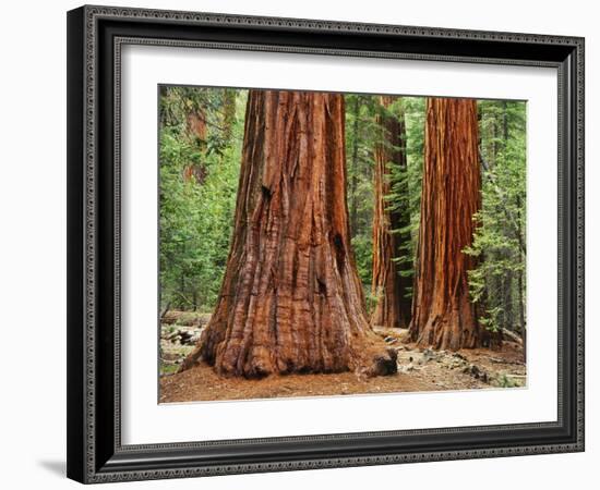 Close-Up of Sequoia Trees in Forest, Yosemite National Park, California, Usa-Dennis Flaherty-Framed Photographic Print