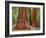 Close-Up of Sequoia Trees in Forest, Yosemite National Park, California, Usa-Dennis Flaherty-Framed Photographic Print
