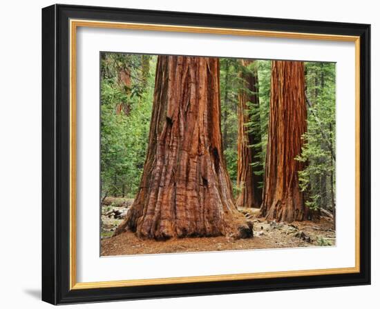 Close-Up of Sequoia Trees in Forest, Yosemite National Park, California, Usa-Dennis Flaherty-Framed Photographic Print