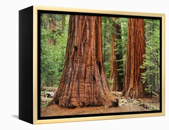 Close-Up of Sequoia Trees in Forest, Yosemite National Park, California, Usa-Dennis Flaherty-Framed Premier Image Canvas