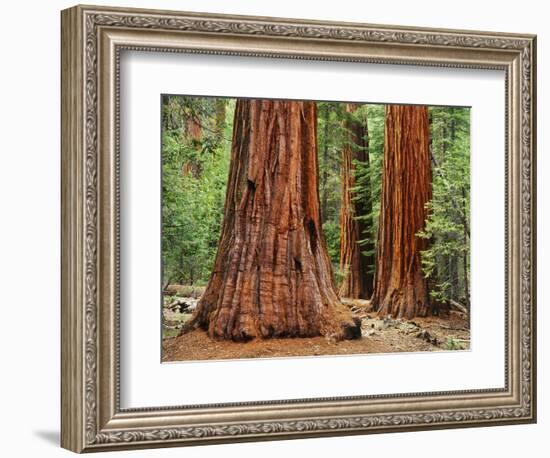 Close-Up of Sequoia Trees in Forest, Yosemite National Park, California, Usa-Dennis Flaherty-Framed Photographic Print