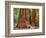 Close-Up of Sequoia Trees in Forest, Yosemite National Park, California, Usa-Dennis Flaherty-Framed Photographic Print