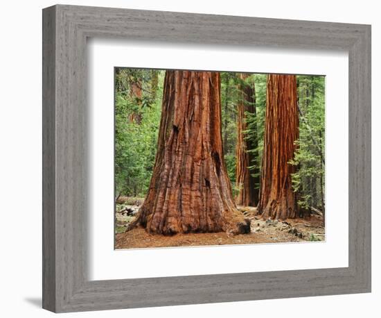 Close-Up of Sequoia Trees in Forest, Yosemite National Park, California, Usa-Dennis Flaherty-Framed Photographic Print