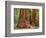 Close-Up of Sequoia Trees in Forest, Yosemite National Park, California, Usa-Dennis Flaherty-Framed Photographic Print