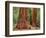 Close-Up of Sequoia Trees in Forest, Yosemite National Park, California, Usa-Dennis Flaherty-Framed Photographic Print