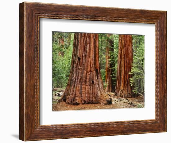 Close-Up of Sequoia Trees in Forest, Yosemite National Park, California, Usa-Dennis Flaherty-Framed Photographic Print