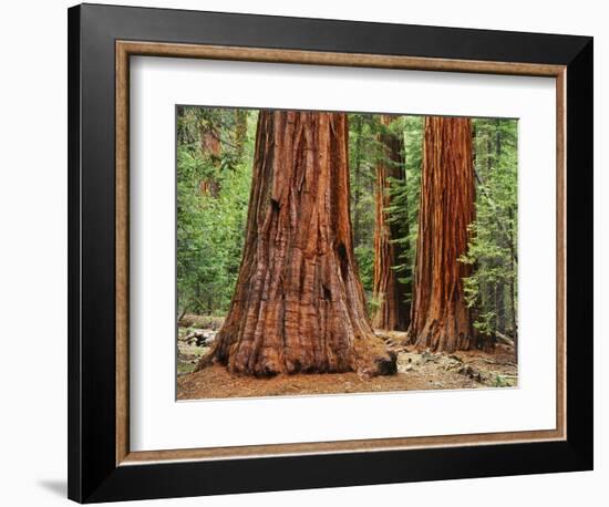 Close-Up of Sequoia Trees in Forest, Yosemite National Park, California, Usa-Dennis Flaherty-Framed Photographic Print