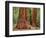 Close-Up of Sequoia Trees in Forest, Yosemite National Park, California, Usa-Dennis Flaherty-Framed Photographic Print