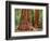 Close-Up of Sequoia Trees in Forest, Yosemite National Park, California, Usa-Dennis Flaherty-Framed Photographic Print