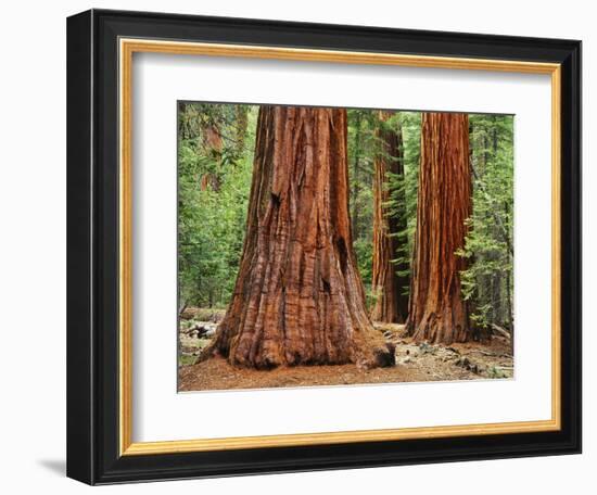 Close-Up of Sequoia Trees in Forest, Yosemite National Park, California, Usa-Dennis Flaherty-Framed Photographic Print