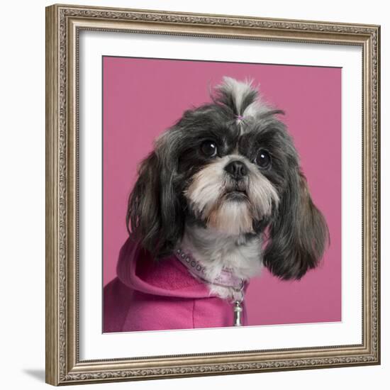 Close-Up Of Shih Tzu In Pink, 2 Years Old, In Front Of Pink Background-Life on White-Framed Photographic Print