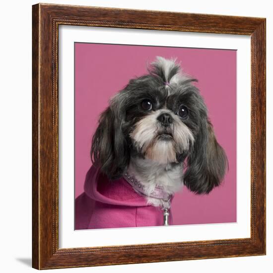 Close-Up Of Shih Tzu In Pink, 2 Years Old, In Front Of Pink Background-Life on White-Framed Photographic Print