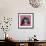 Close-Up Of Shih Tzu In Pink, 2 Years Old, In Front Of Pink Background-Life on White-Framed Photographic Print displayed on a wall