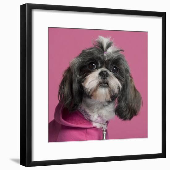 Close-Up Of Shih Tzu In Pink, 2 Years Old, In Front Of Pink Background-Life on White-Framed Photographic Print