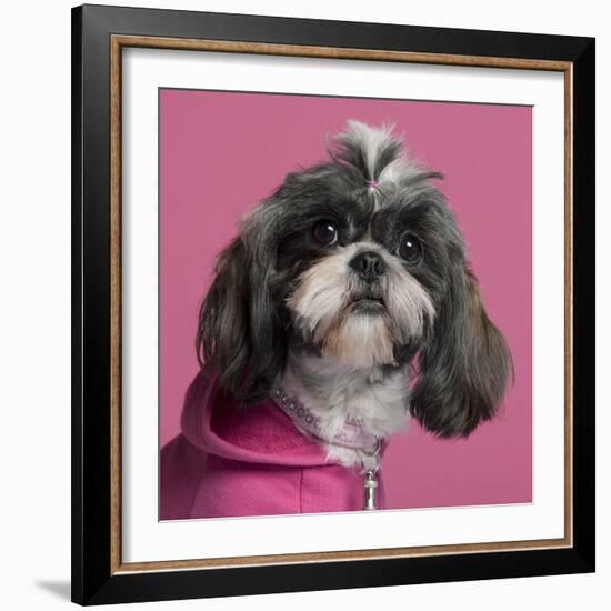 Close-Up Of Shih Tzu In Pink, 2 Years Old, In Front Of Pink Background-Life on White-Framed Photographic Print