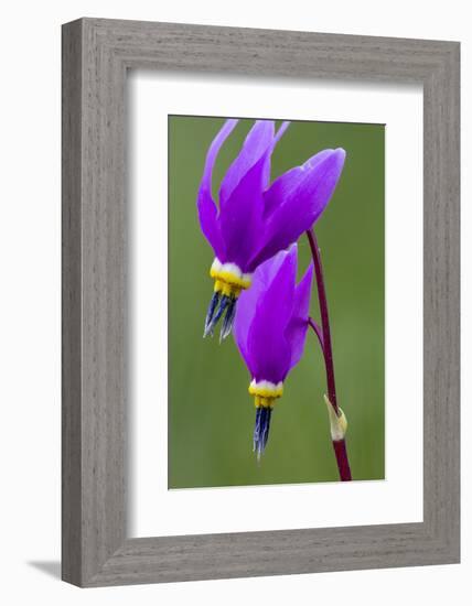 Close-Up of Shooting Stars Wildflowers-Chuck Haney-Framed Photographic Print