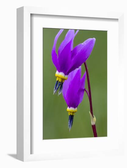 Close-Up of Shooting Stars Wildflowers-Chuck Haney-Framed Photographic Print