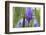 Close-Up of Siberian Iris (Iris Sibirica) Flower, Eastern Slovakia, Europe, June 2009-Wothe-Framed Photographic Print