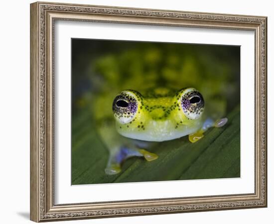 Close-up of single glass frog, Sarapiqui, Costa Rica-Panoramic Images-Framed Photographic Print