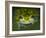 Close-up of single glass frog, Sarapiqui, Costa Rica-Panoramic Images-Framed Photographic Print