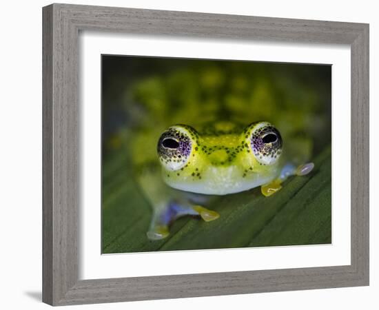 Close-up of single glass frog, Sarapiqui, Costa Rica-Panoramic Images-Framed Photographic Print