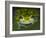 Close-up of single glass frog, Sarapiqui, Costa Rica-Panoramic Images-Framed Photographic Print