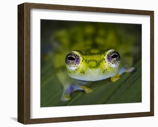 Close-up of single glass frog, Sarapiqui, Costa Rica-Panoramic Images-Framed Photographic Print