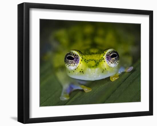 Close-up of single glass frog, Sarapiqui, Costa Rica-Panoramic Images-Framed Photographic Print