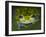 Close-up of single glass frog, Sarapiqui, Costa Rica-Panoramic Images-Framed Photographic Print