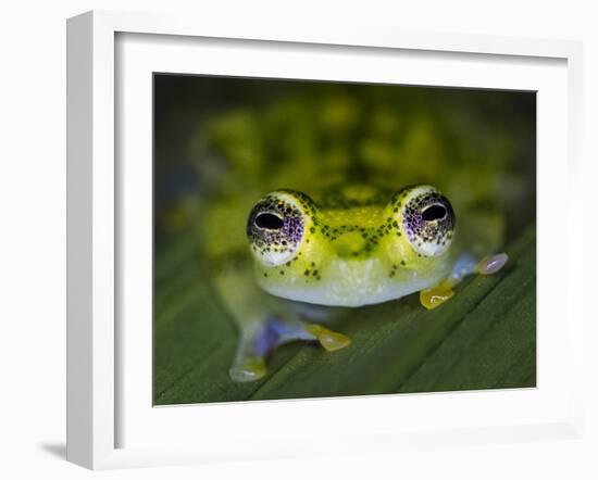 Close-up of single glass frog, Sarapiqui, Costa Rica-Panoramic Images-Framed Photographic Print